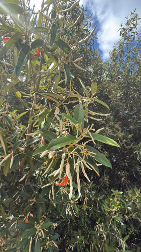Linguam (Quadrella indica)