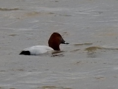 Aythya ferina