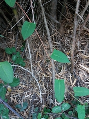 Muehlenbeckia hastulata