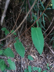 Muehlenbeckia hastulata