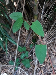 Muehlenbeckia hastulata