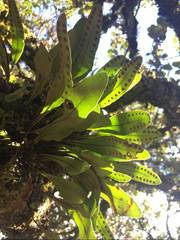 Pleopeltis polylepis