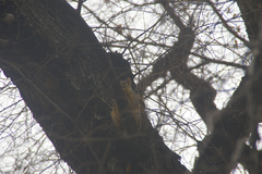 Sciurus niger