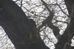 Sciurus niger