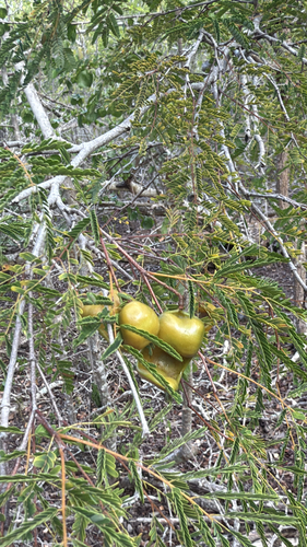 Divi-divi (Libidibia coriaria)