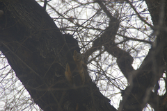 Sciurus niger