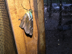 Astraptes fulgerator azul