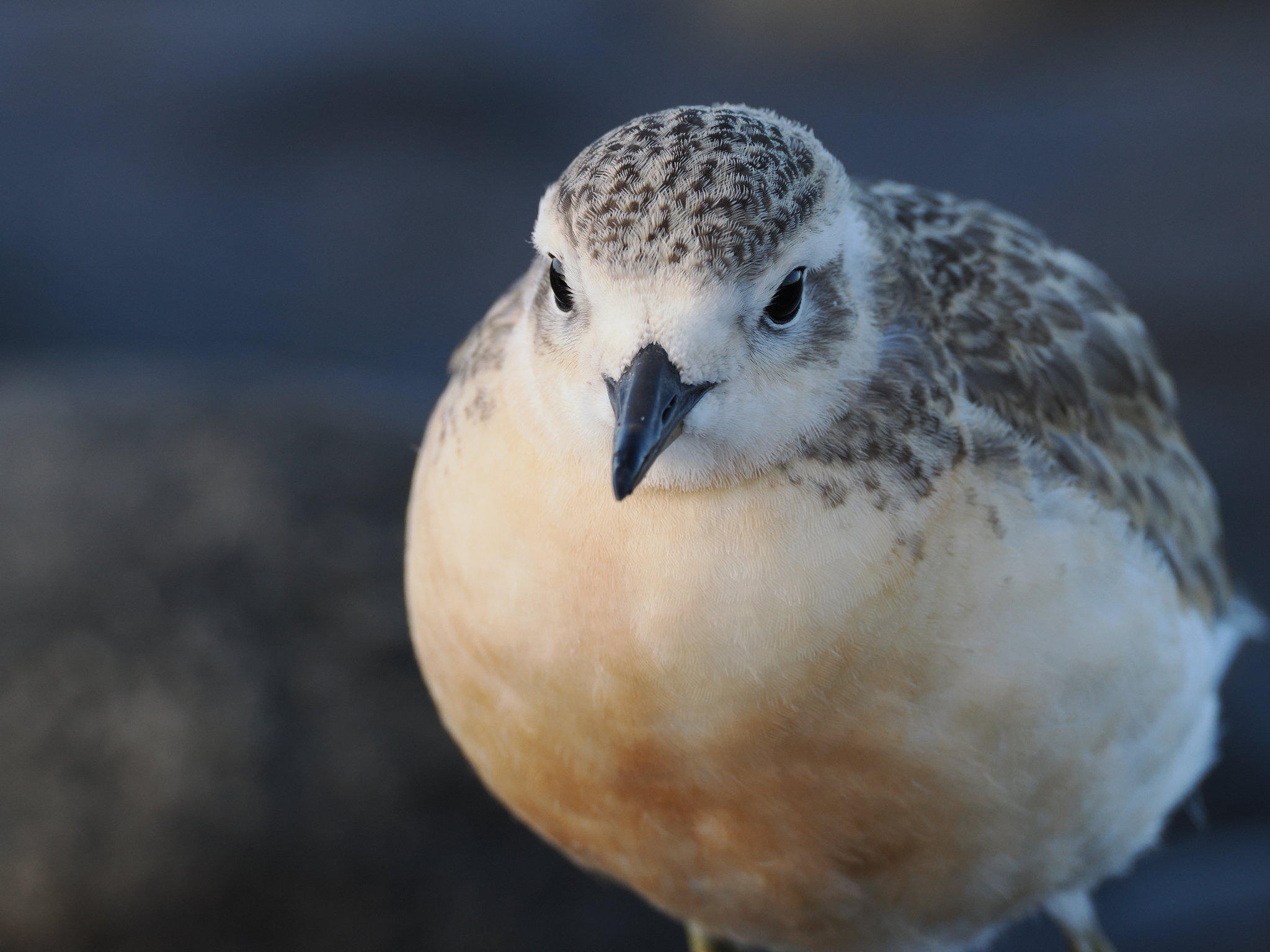 Red-breasted Dotterel illustration
