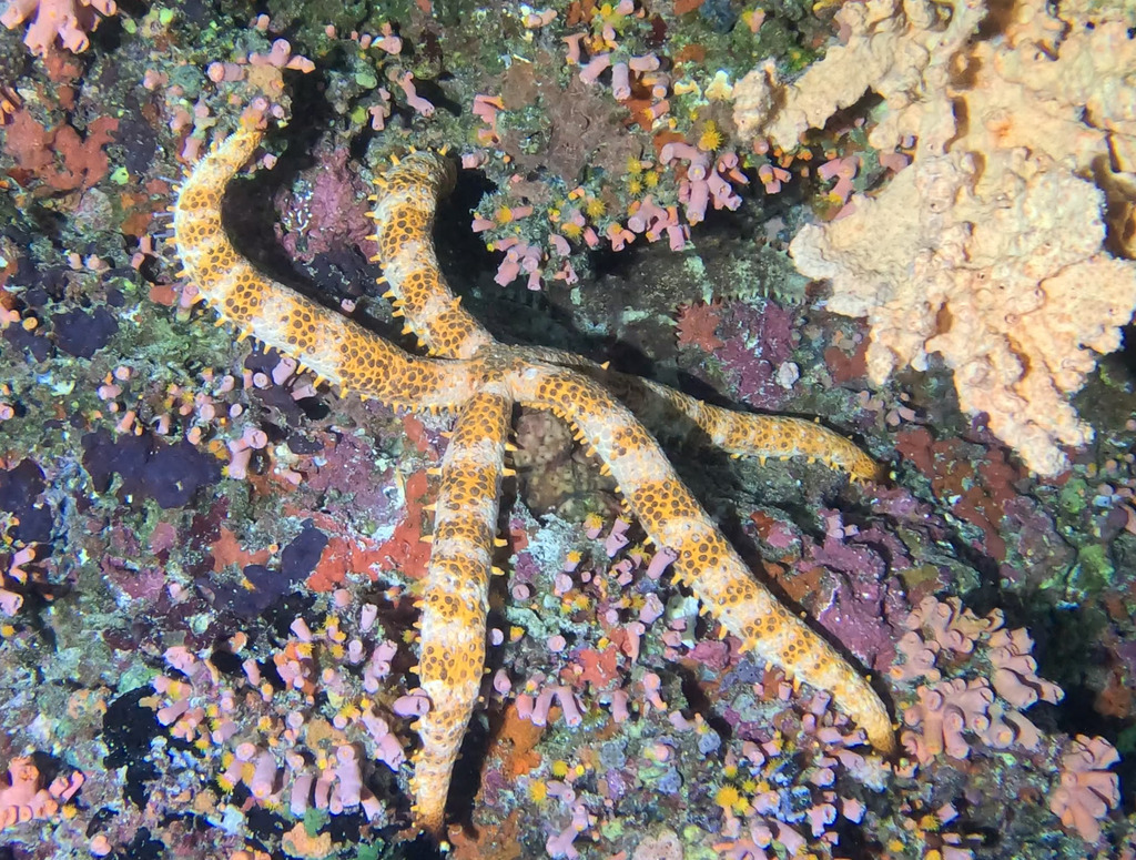 Photo of Club-like Starfish (Mithrodia clavigera)