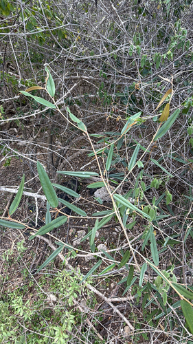 Morisonia odoratissima, photograph 3