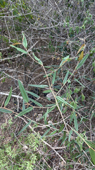Morisonia odoratissima, photograph nebrooks, CC BY, iNaturalist via GBIF