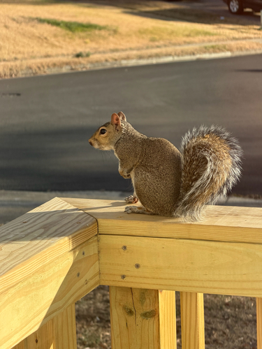 Eastern Gray Squirrel