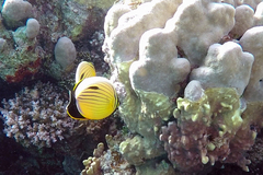Chaetodon austriacus