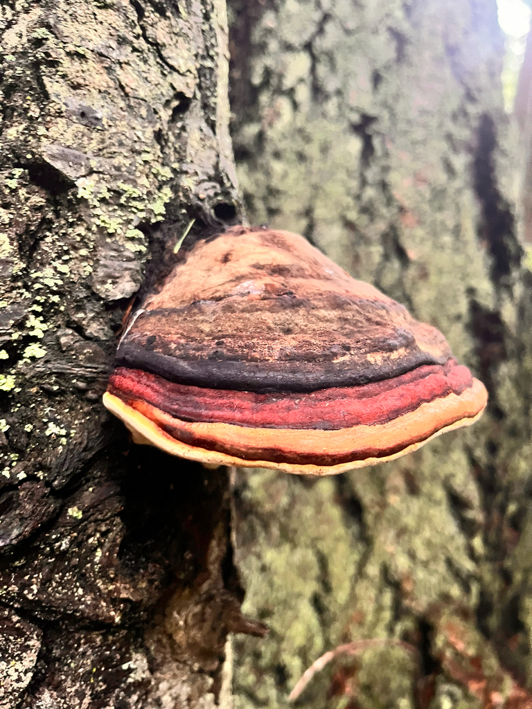 Fomitopsis mounceae · December 2025 · photo: © ceuthophilus (iNaturalist, cc-by)