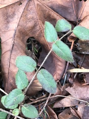 Lonicera hispidula