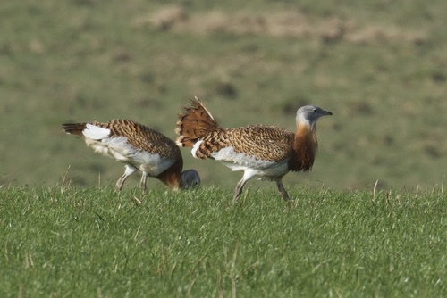 Avutarda euroasiática (Otis tarda)
