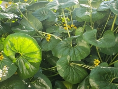 Farfugium japonicum