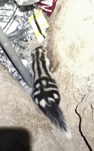 Spilogale leucoparia observed by jrbriseno