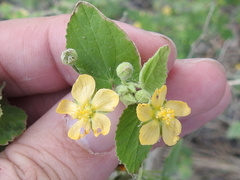 Abutilon viscosum