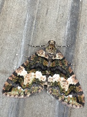 Hydriomena albifasciata