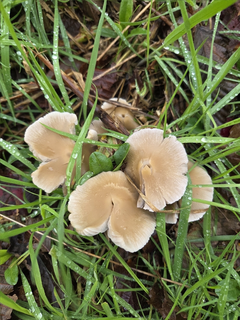 Candolleomyces candolleanus · December 2025 · photo: © mandymushii (iNaturalist, cc-by)