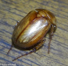 Cyclocephala annamariae
