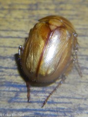 Cyclocephala annamariae