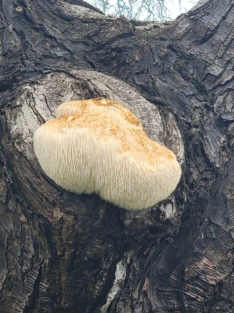 Hericium erinaceus · December 2025 · photo: © colinpryor (iNaturalist, cc-by)
