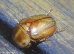 Cyclocephala annamariae