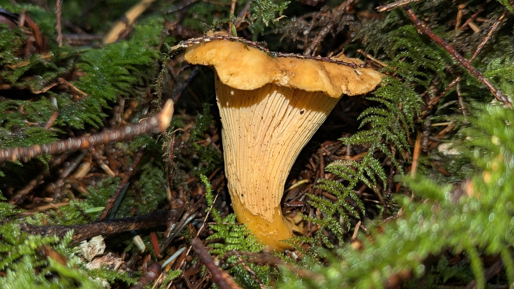 Cantharellus formosus · December 2025 · photo: © benkeen (iNaturalist, cc0)
