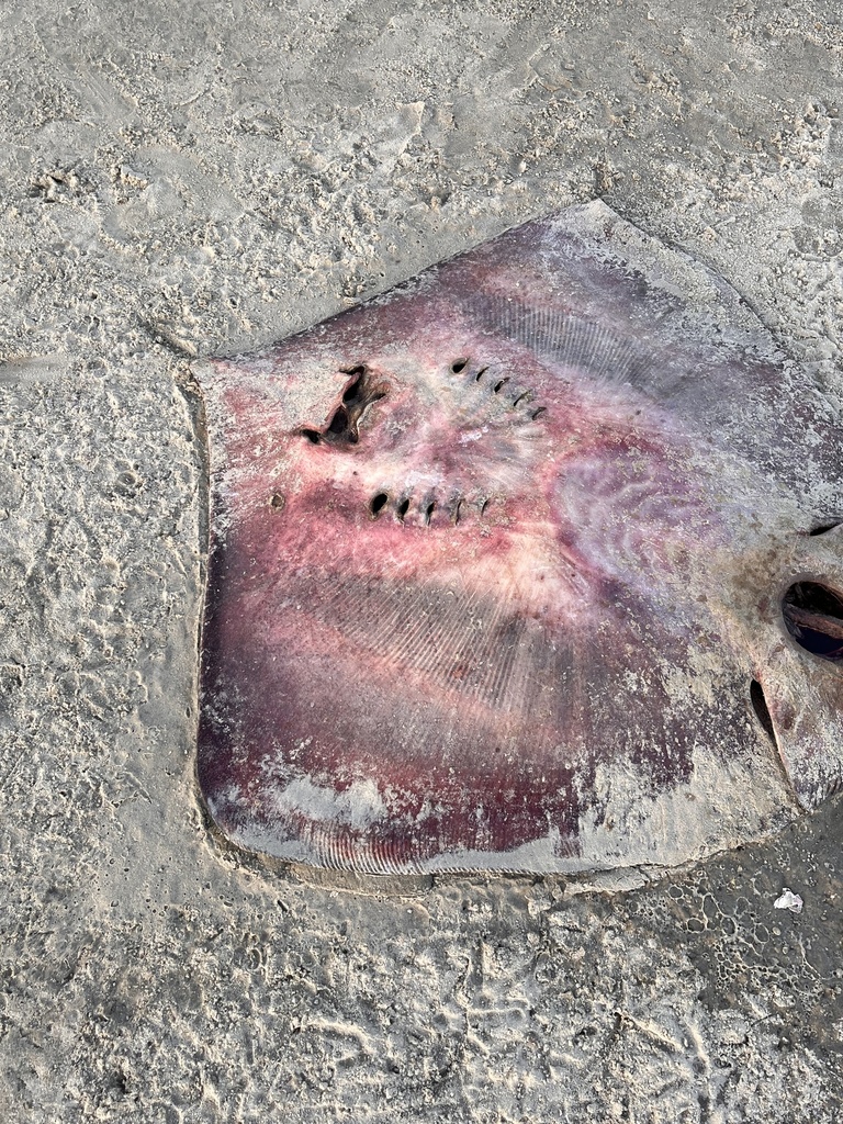 Longnose Stingray (Hypanus guttatus)