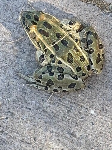 Northern Leopard Frog observed by nkorte1