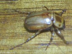 Cyclocephala annamariae