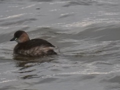 Tachybaptus ruficollis
