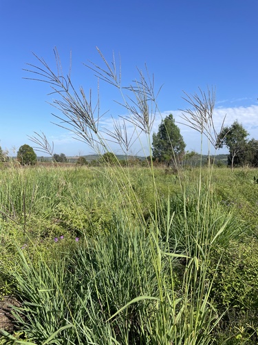 Leptochloa digitata, 2025-12-26