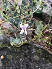 Pelargonium tabulare