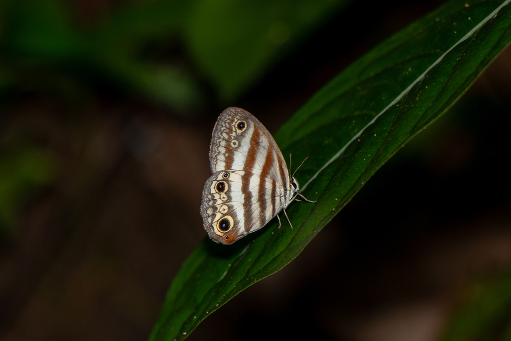 Euptychia mollisita