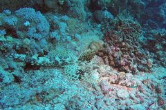 Papilloculiceps longiceps