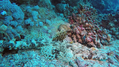 Papilloculiceps longiceps