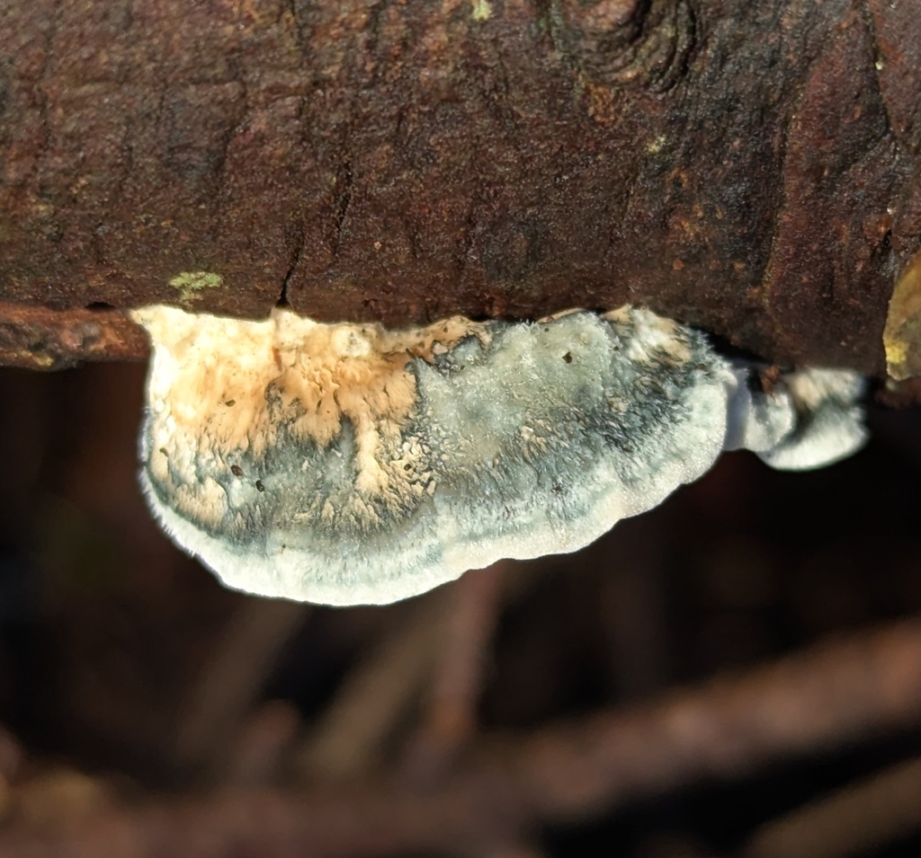 Cyanosporus caesius · December 2025 · photo: © benkeen (iNaturalist, cc0)