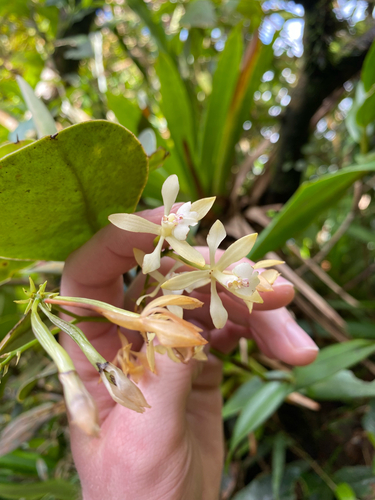 Epidendrum pallidiflorum Hook. 4
