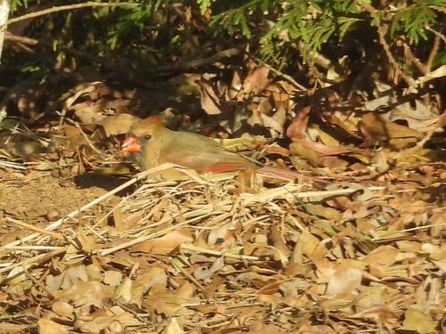 Northern Cardinal photographed in South Carolina