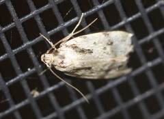 Barea basigramma