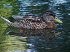 Anas platyrhynchos