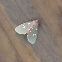 Tinolius eburneigutta