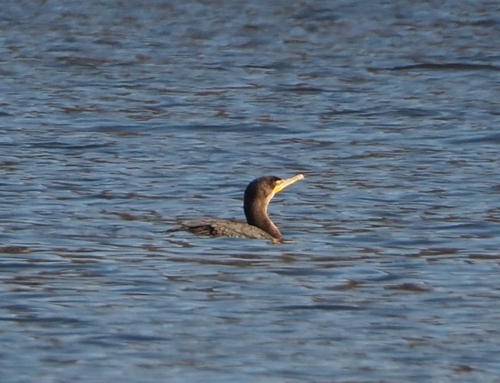 Double-crested Cormorant