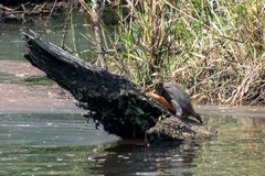 Pseudemys alabamensis