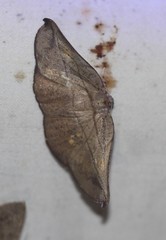 Xenomusa metallica
