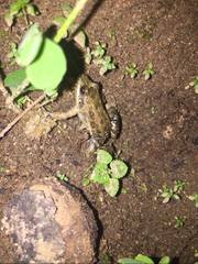 Leptodactylus fragilis