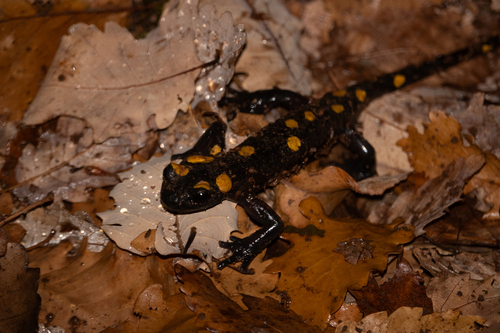 Salamandra algira atlantica